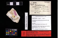 NHMW-GEO-2008z0169-0003_Ol_01.tifProtosphaeroma ernstbrunnense (Bachmayer, 1949)  (NHMW-GEO-2008z0169-0003)